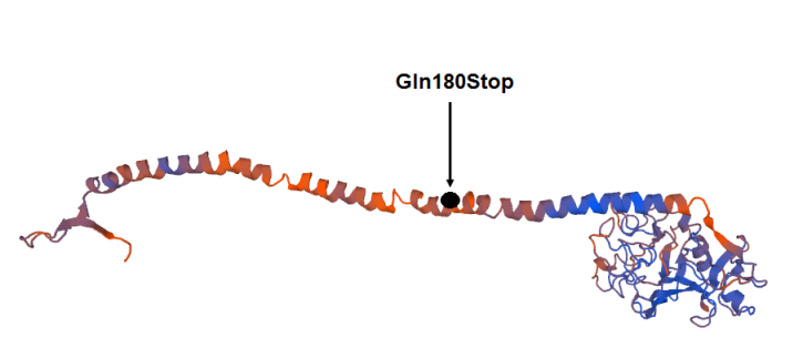 Lokalizácia mutácie Fibrinogénu Martin v beta reťazci molekuly fibrinogénu pomocou proteínového modelovania