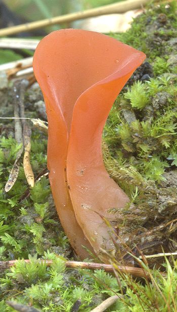 Rôsolovec červený (Guepinia helvelloides), foto Ladislav Hagara