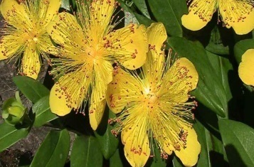 Hypericum perforatum – detail kvetov a listu pokrytého priesvitnými žliazkami