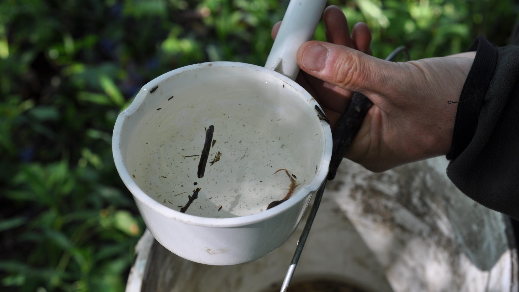 Rozoznať prvé štádiá lariev komárov nie je celkom jednoduché. Treba si všímať pohyb