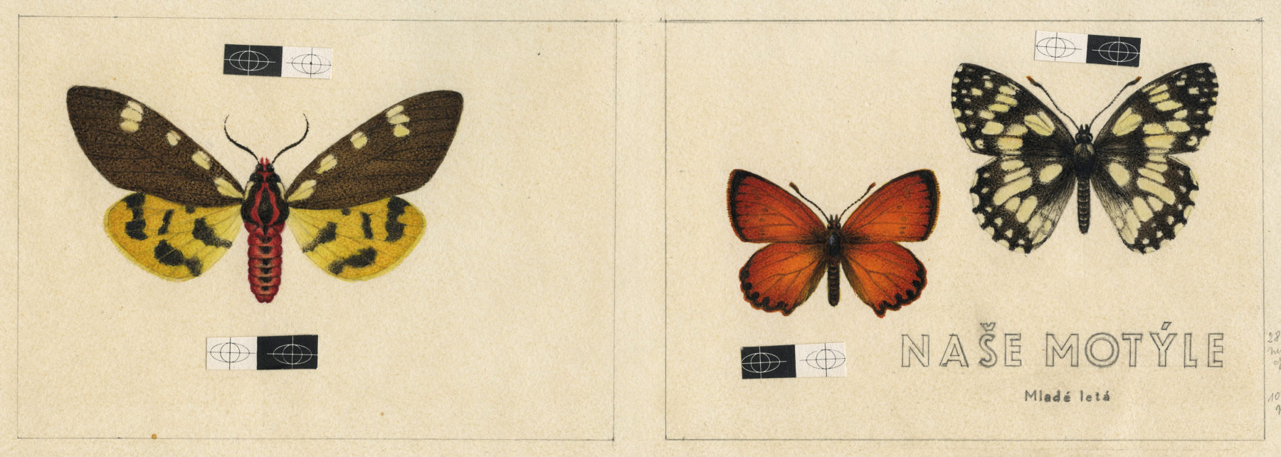 Naše motýle — Ján Švec