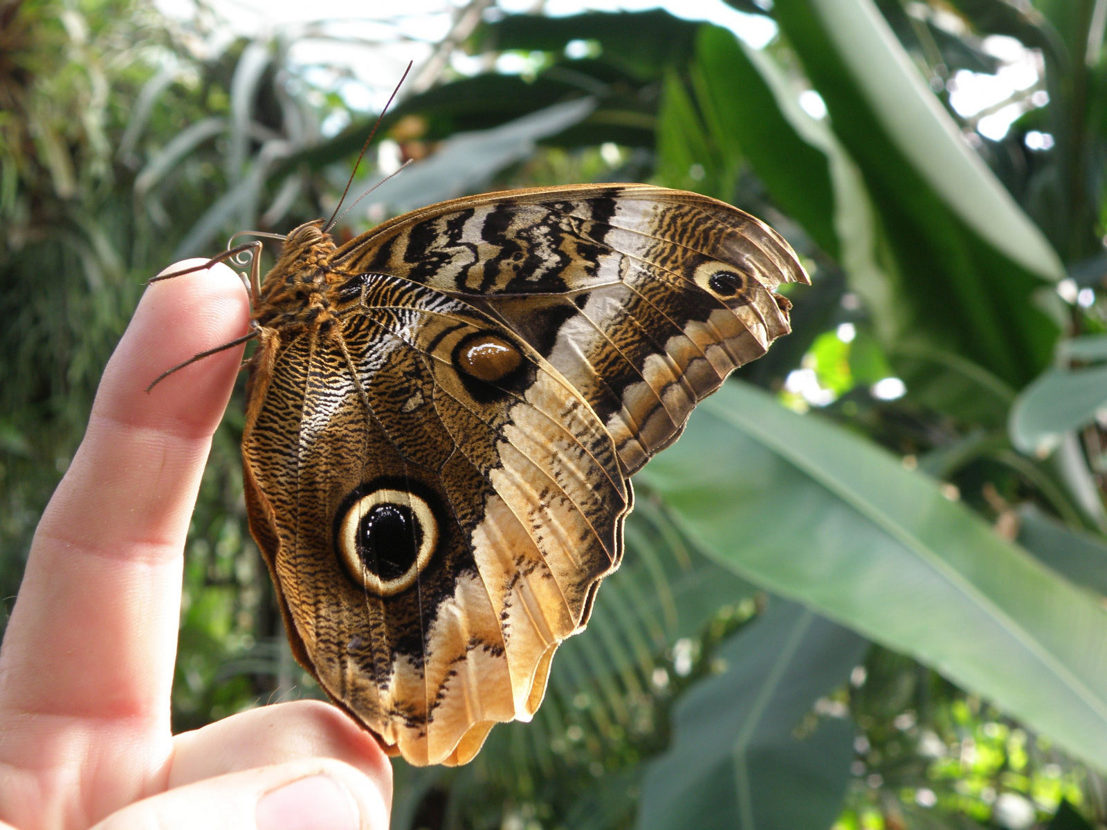 Fotografie z predchádzajúcich ročníkov výstavy Motýle exotických trópov. Zdroj: archív BZ UPJŠ