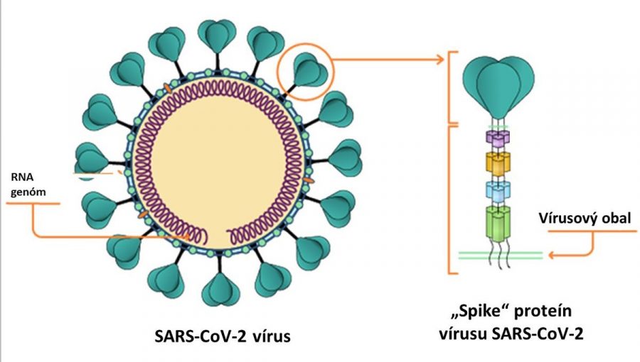Vírus SARS-CoV-2 a jeho spike proteín