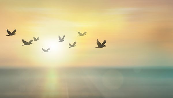 Silueta kŕdľa holubov letiacich ponad more. Zdroj: iStockphoto.com