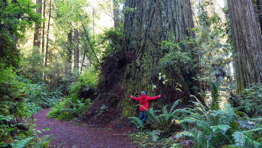 Dieťa objímajúce starý strom v lese. Zdroj: iStockphoto.com