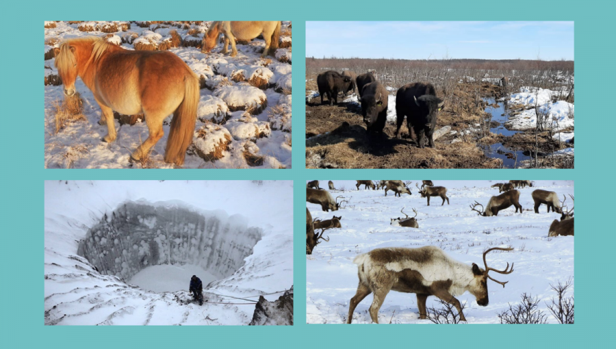 Sibírska tundra - Project Pleistocen. Zdroj: Pleistocenepark/Instagram