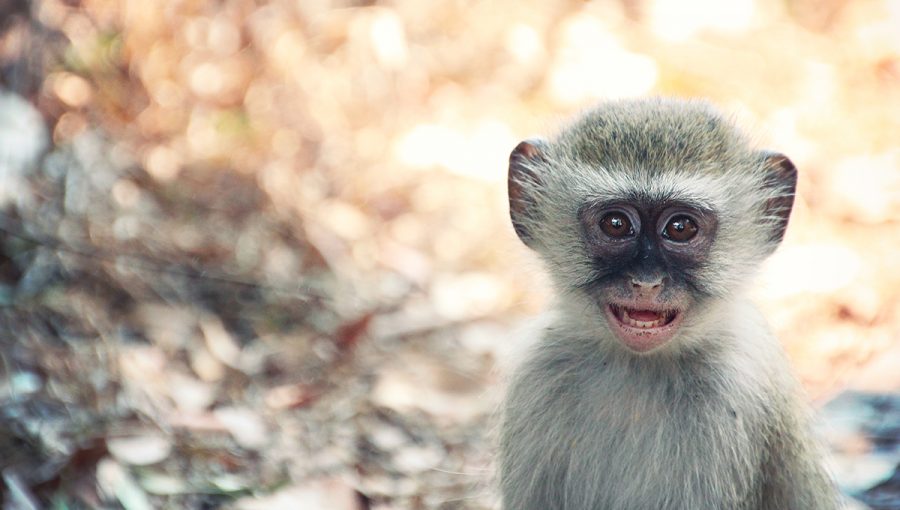 Mláďa africkej zelenej opice. Zdroj: iStockphoto.com