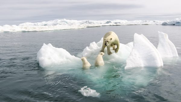 Polárny medveď s mláďatami v Arktíde. Zdroj: iStockphoto.com