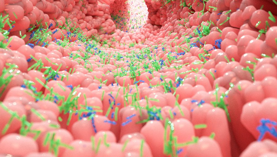 Mikrobiota v ľudskom čreve. Zdroj: iStockphoto.com