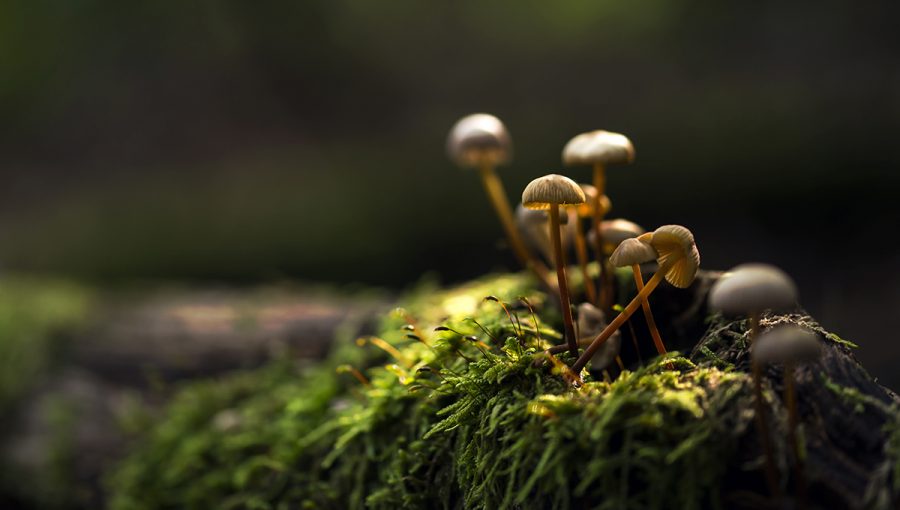 Malé huby rastúce v lese na machu. Zdroj: iStockphoto.com
