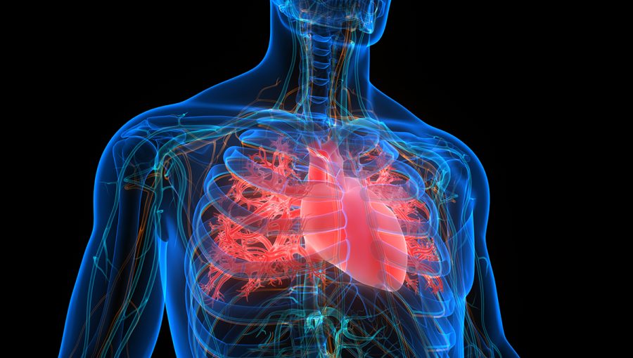 3D ilustrácia ľudského kardiovaskulárneho systému. Zdroj: iStockphoto.com