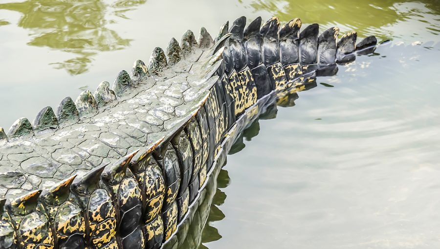 Chvost krokodíla v rieke. Zdroj: iStockphoto.com