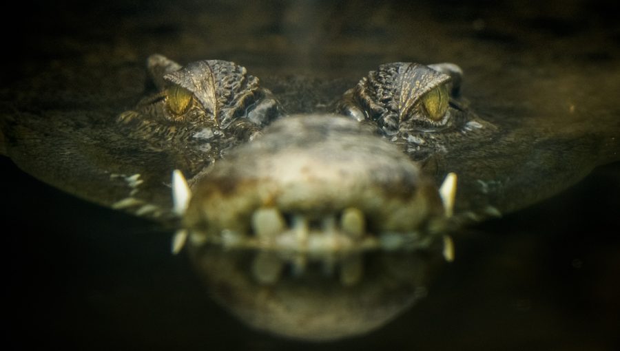 Detail očí krokodíla. Zdroj: iStockphoto.com