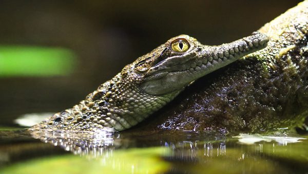 Mláďa krokodíla austrálskeho (crocodylus johnstoni). Zdroj: iStockphoto.com