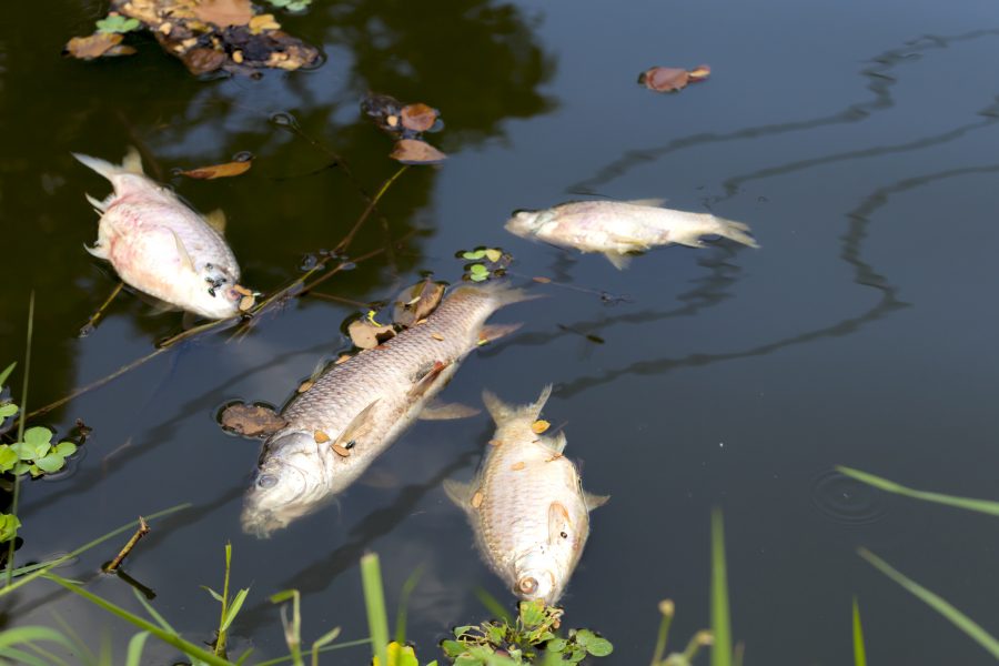 Ilustračné foto: Mŕtve ryby v rieke