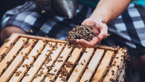 Výučba včelárstva na PU v Prešove. Zdroj: Komunitná záhrada