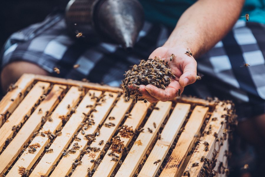 Výučba včelárstva na PU v Prešove. Zdroj: Komunitná záhrada