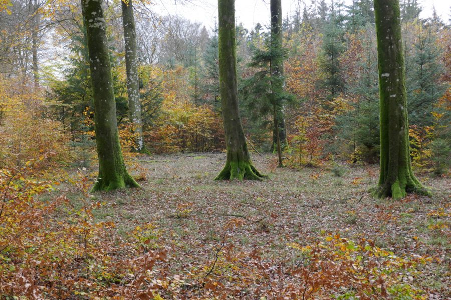 Les v oblasti Aalborg v Dánsku obhospodarovaný prírode blízkymi postupmi. Foto_Matej Schwarz_NLS