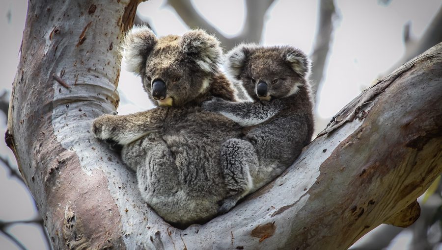Koala s mláďaťom na strome v Great Otway National Park v Austrálii. Zdroj: iStockphoto.com