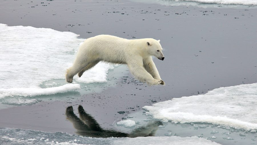 Ľadový medveď skáčuci z jednej ľadovej kryhy na druhú. Zdroj: iStockphoto.com