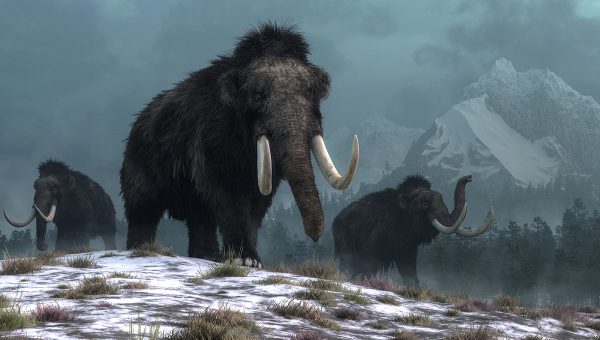 3 mamuty kráčajúce po zasneženej krajine. Zdroj: iStockphoto.com