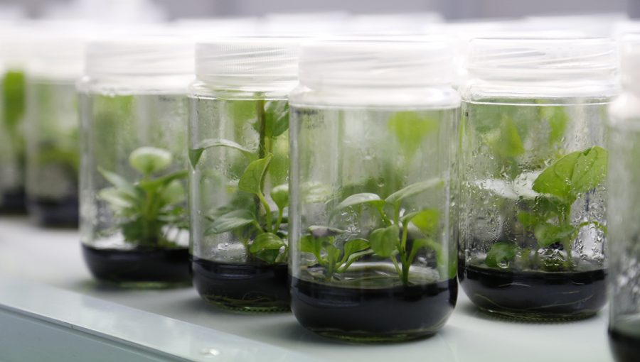 Exempláre rastlín pestované v pohároch v laboratóriu. Zdroj: iStockphoto.com