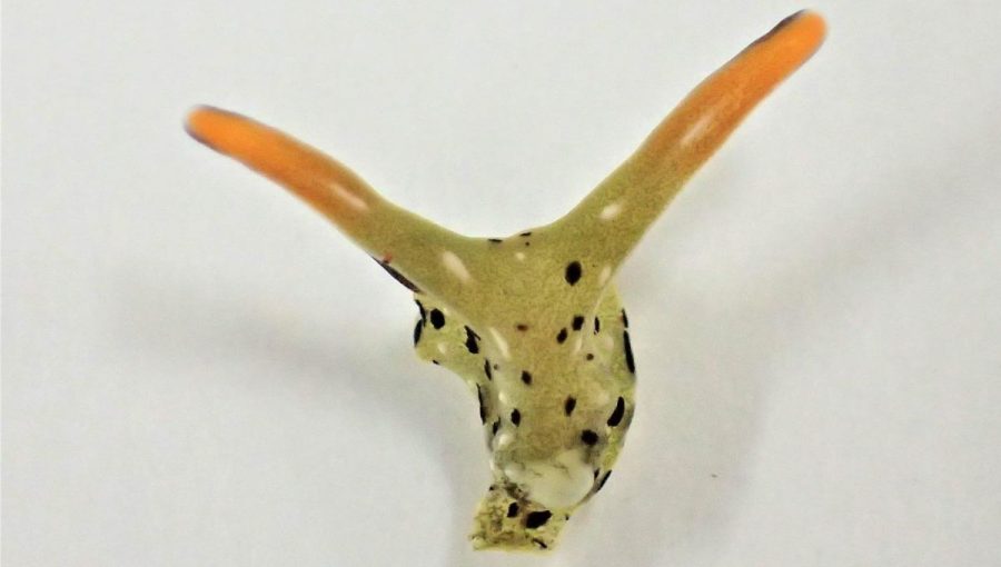 Hlava slimáka druhu Elysia marginata po odvrhnutí tela.