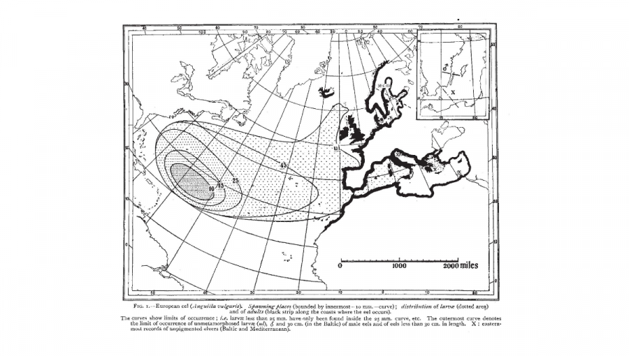 Mapa Johannesa Schmidta, podľa ktorej vystopoval pôvod úhorov do Sargasového mora. 