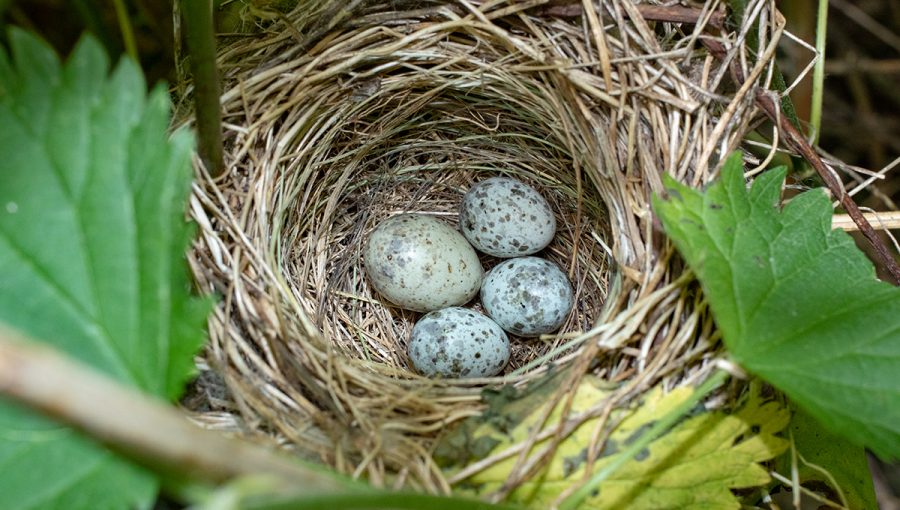 Kukučkine vajcia v hniezde. Zdroj: iStockphoto.com