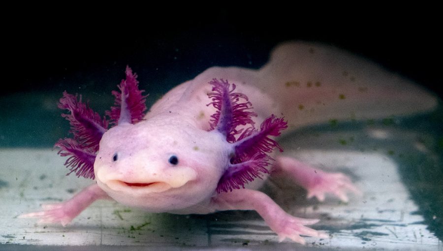 Vedci skúmajú regeneračné schopnosti axolotla s cieľom zistiť, či by aj ľuďom raz mohli dorásť stratené časti tela. Zdroj: iStockphoto.com