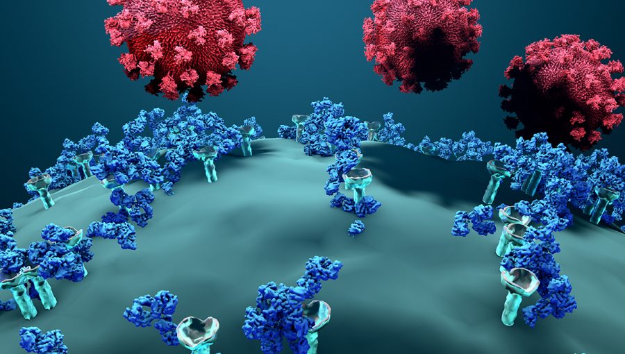 Protilátky blokujúce vírus vchádzajúci do ľudskej bunky. Zdroj: iStockphoto.com