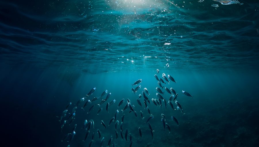Podvodný svet. Zdroj: iStockphoto.com