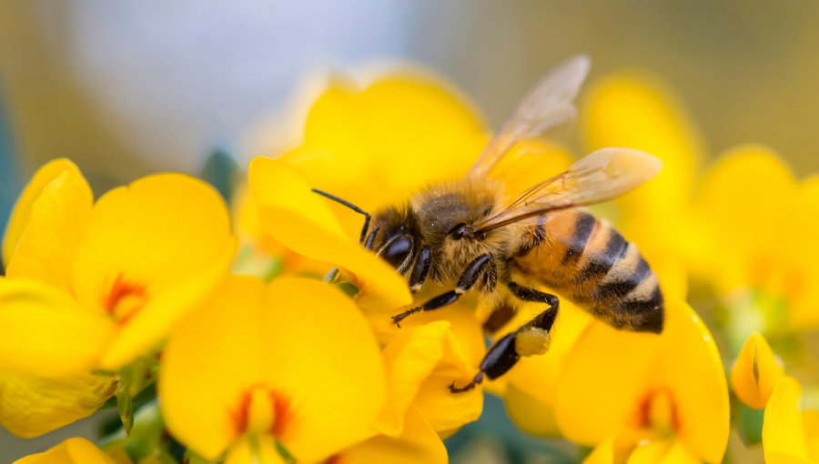Včela na kvetine. Zdroj: iStockphoto.com