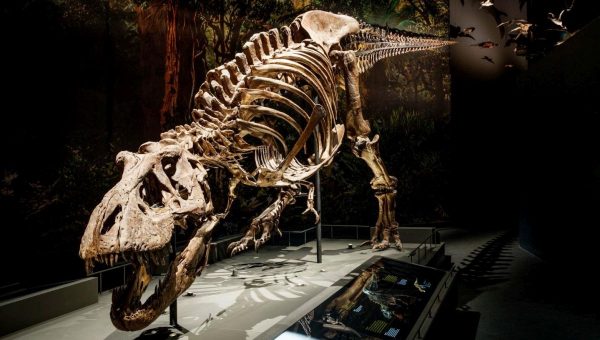 Kostra dinosaura známa ako Trix poslúžila pri modelovaní, ako rýchlo kráčal tyranosaurus.