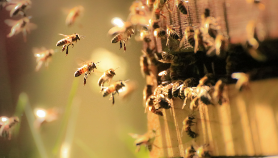 Co ohrožuje včely?