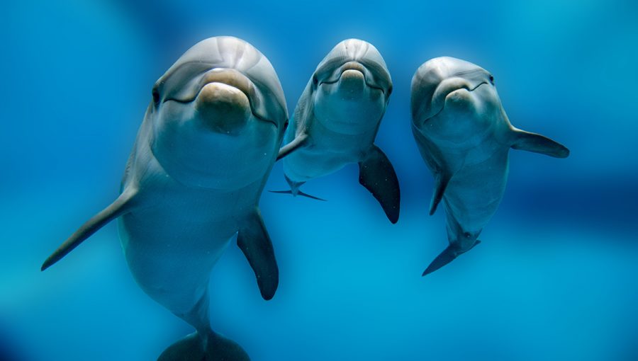 Tri delfíny pod vodou. Zdroj: iStockphoto.com