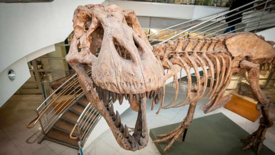 Odliatok kostry tyranosaura v Kalifornskej univerzite v Berkley, ktorého našli v roku 1990 v Montane. Takmer dokonalo zachované pozostatky sú vystavené v meste Bozeman.