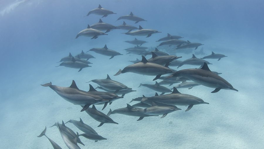 Húf delfínov dlhonosých v lagúne. Zdroj: iStockphoto.com
