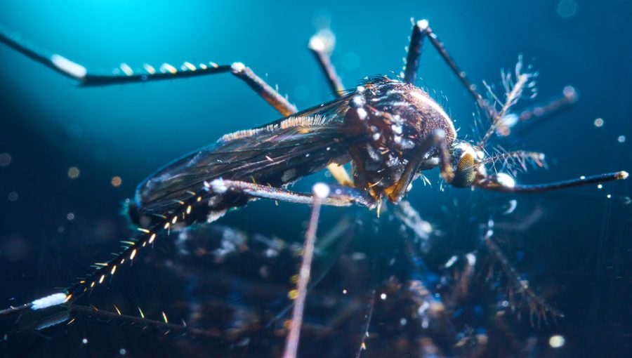 Makro fotografia komára tigrovaného. Zdroj: iStockphoto.com