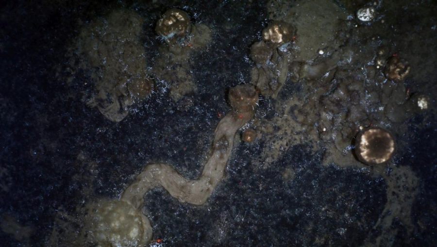 Záber z dna Severného ľadového oceánu zachytáva stopy po pohybe hubiek.
