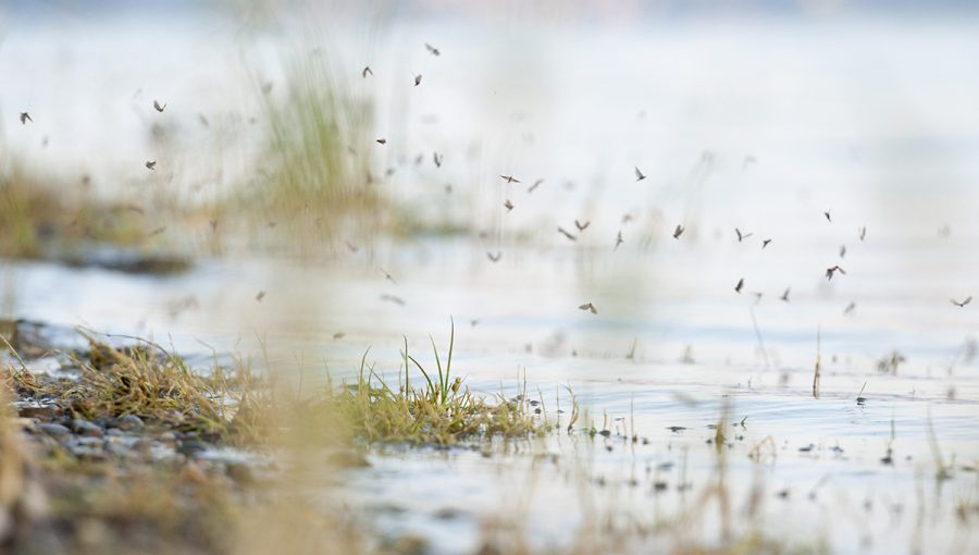 Veľa drobného hmyzu na brehu Bodamského jazera. Zdroj: iStockphoto.com