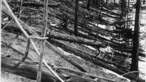 Zničený les v oblasti dopadu Tunguského telesa. Napriek tomu, že žiadna jeho podstatná časť nedopadla na povrch, výbuch zničil 2150 kilometrov štvorcových lesa v okolí