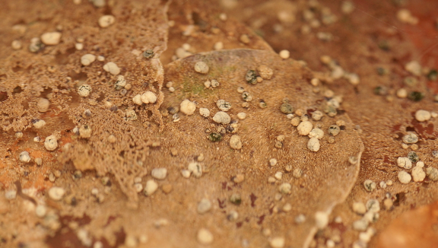Sladkovodný slimák bytinela panónska (Bythinella pannonica) na dne prameňa. Zdroj: JC