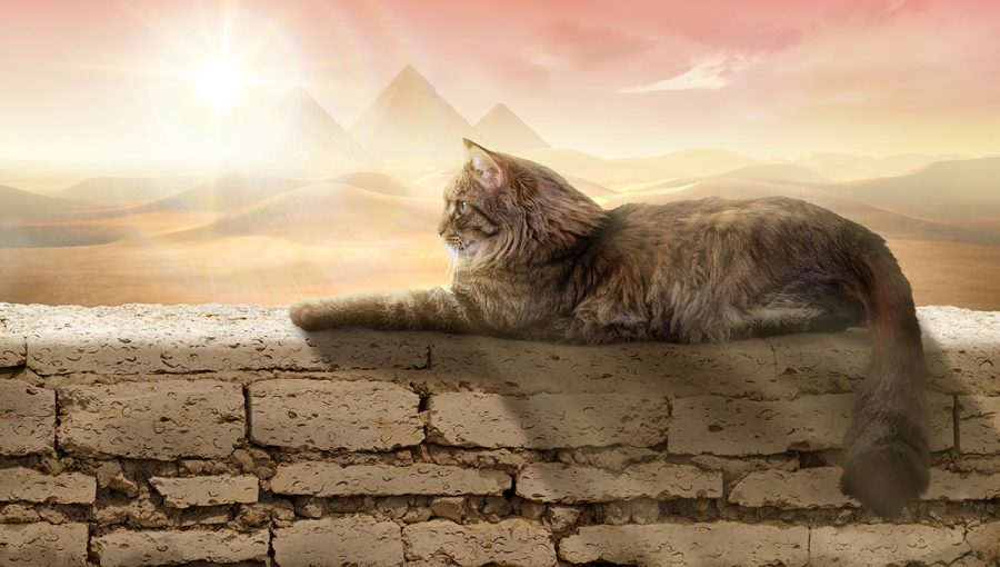 Mačka sediaca na múre s pyramídami v pozadí. Zdroj: iStockphoto.com