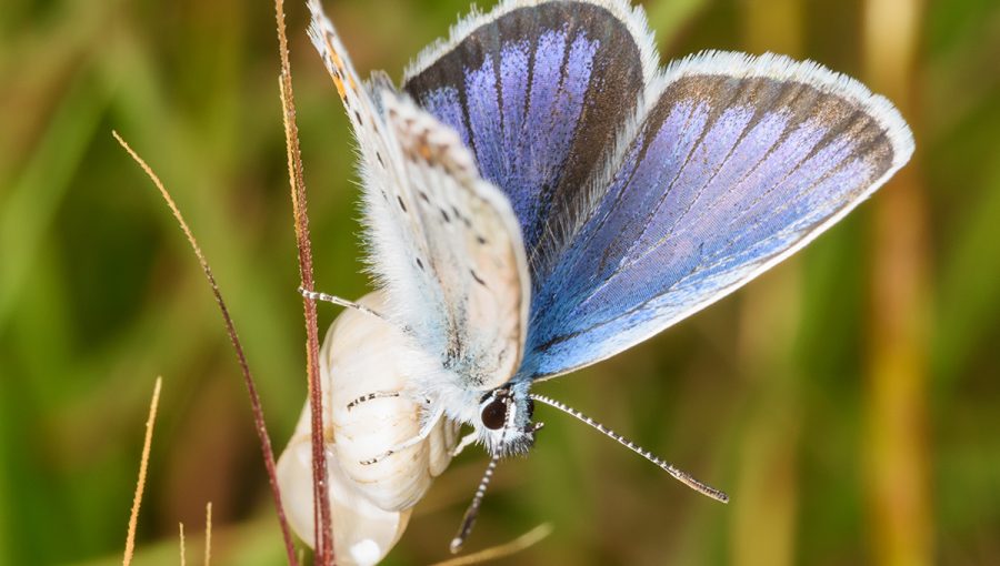 Motýľ Modráčik obyčajný (polyommatus icarus). Zdroj: iStockphoto.com