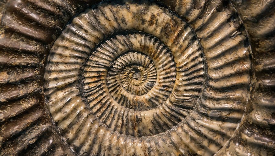 Prehistorická kamenná fosília ulity. Zdroj: iStockphoto.com