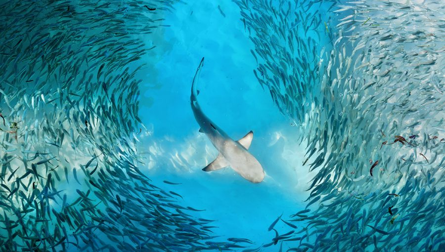 Žralok a malé ryby v oceáne. Zdroj: iStockphoto.com