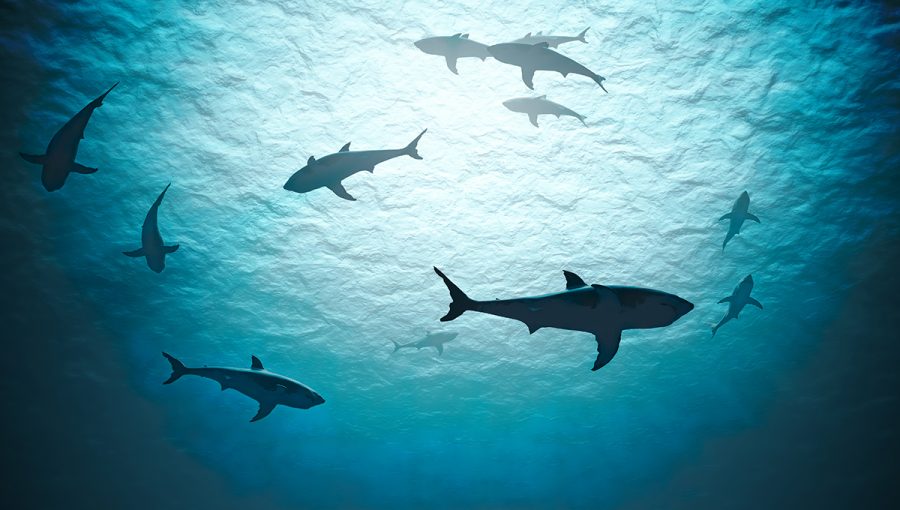 Žraloky v oceáne. Zdroj: iStockphoto.com