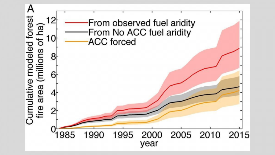 Kumulatívna plocha lesných požiarov na západe USA od roku 1984 do roku 2015. Znázornená je celková plocha (červená čiara), plocha zhorených porastov vplyvom prirodzených procesov (čierna čiara) a vplyvom klimatickej zmeny (oranžová čiara). Zdroj: Abatzoglou a Williams, 2016 