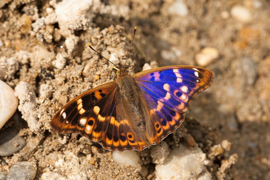 Dúhovec menší svojím premenlivým sfarbením krídel pripomína niektoré exotické motýle z Južnej či Strednej Ameriky. Zdroj: Miroslav Kulfan